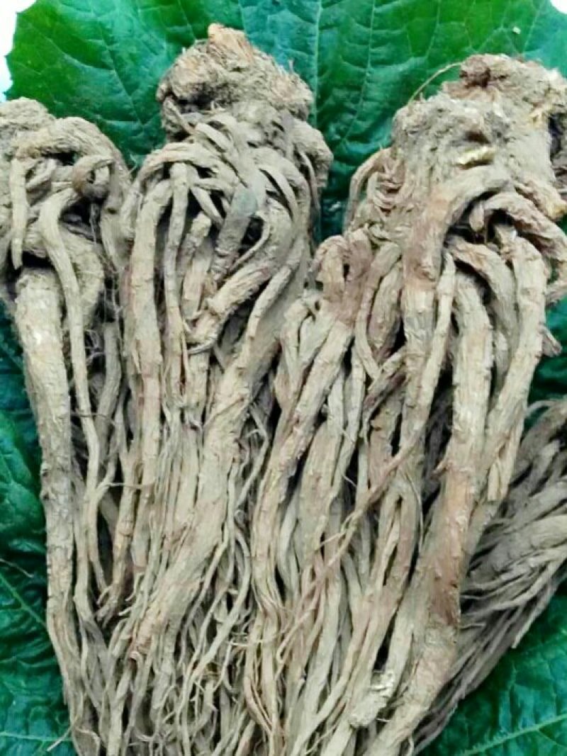 产自千年药乡，道地药材岷当归，新货无硫药味浓香。