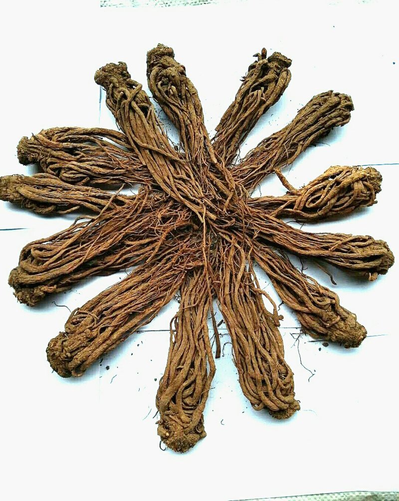 产自千年药乡，道地药材岷当归，新货无硫药味浓香。