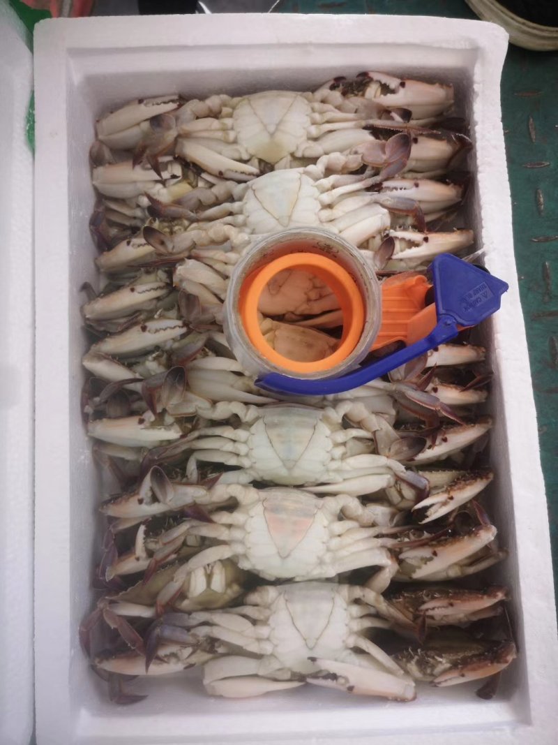 梭子蟹