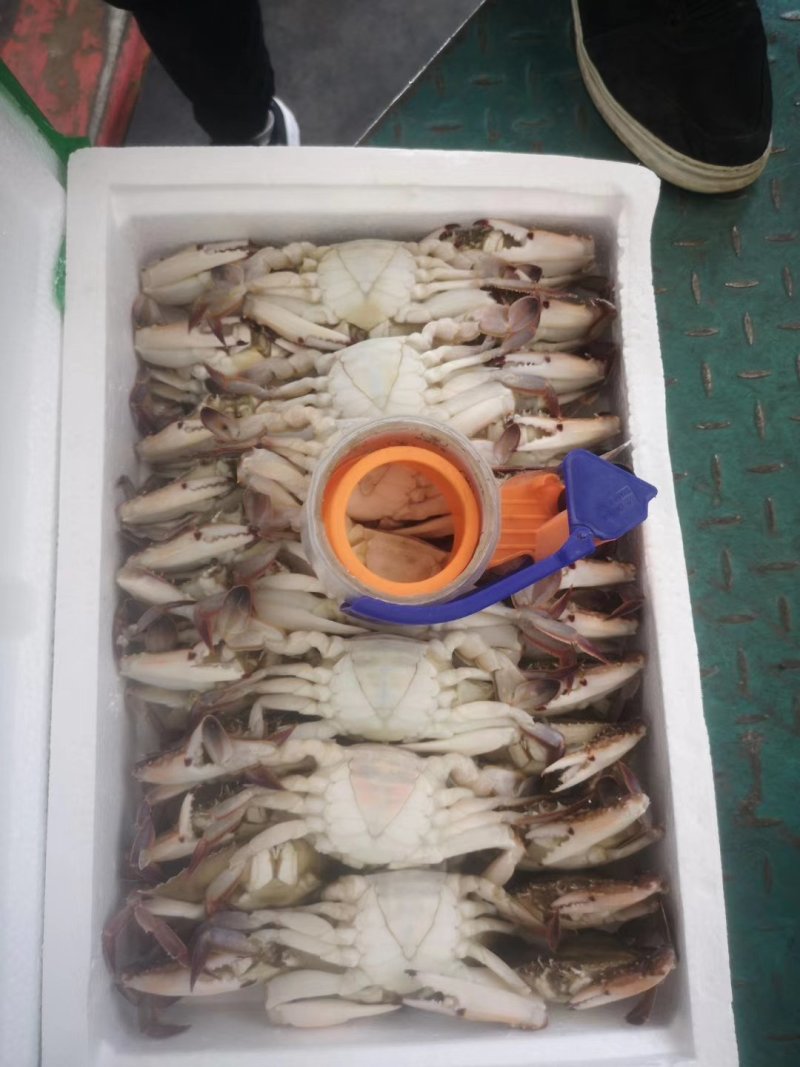 梭子蟹