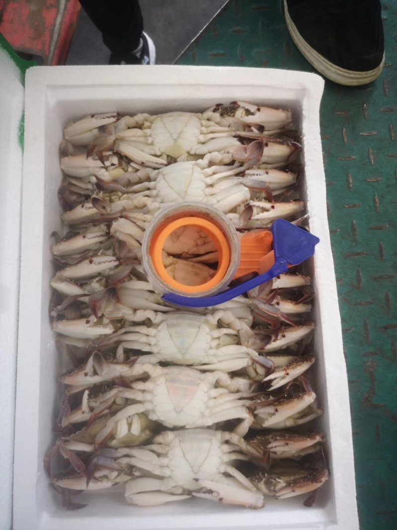 梭子蟹
