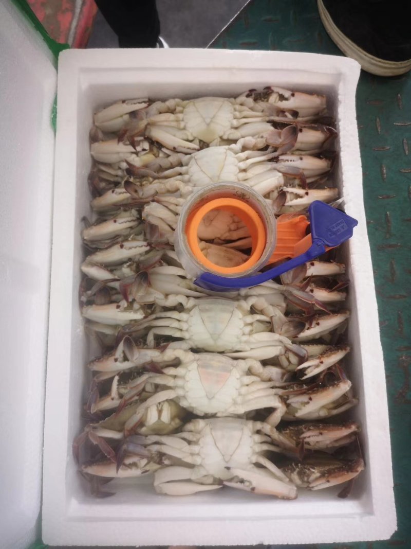 梭子蟹