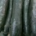 东台大棚独藤黑皮冬瓜22斤起步，大量现货，价格美丽