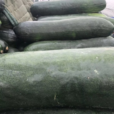 东台大棚独藤黑皮冬瓜22斤起步，大量现货，价格美丽