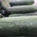东台大棚独藤黑皮冬瓜22斤起步，大量现货，价格美丽