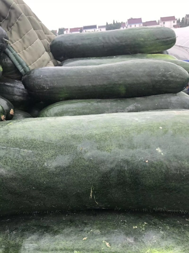东台大棚独藤黑皮冬瓜22斤起步，大量现货，价格美丽