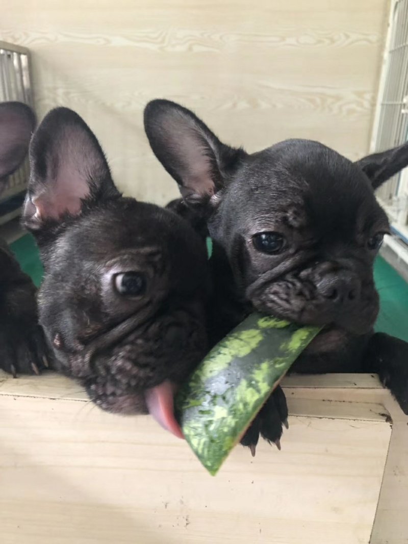 马犬法牛博美藏獒中亚高加索德牧