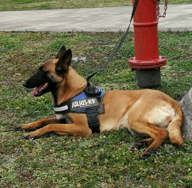 马犬法牛博美藏獒中亚高加索德牧