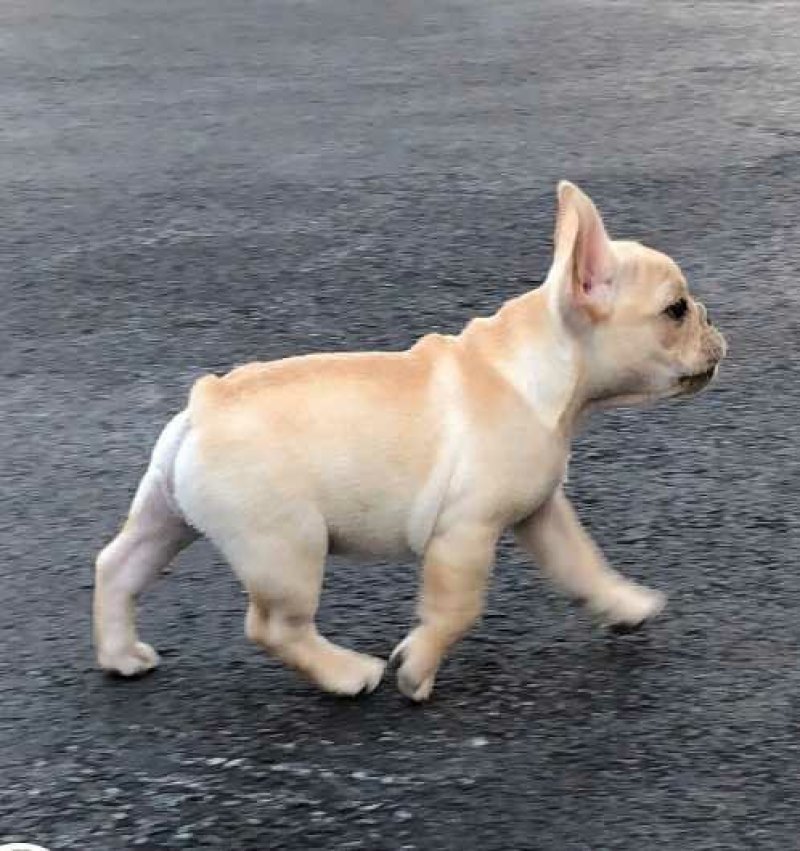 马犬法牛博美藏獒中亚高加索德牧