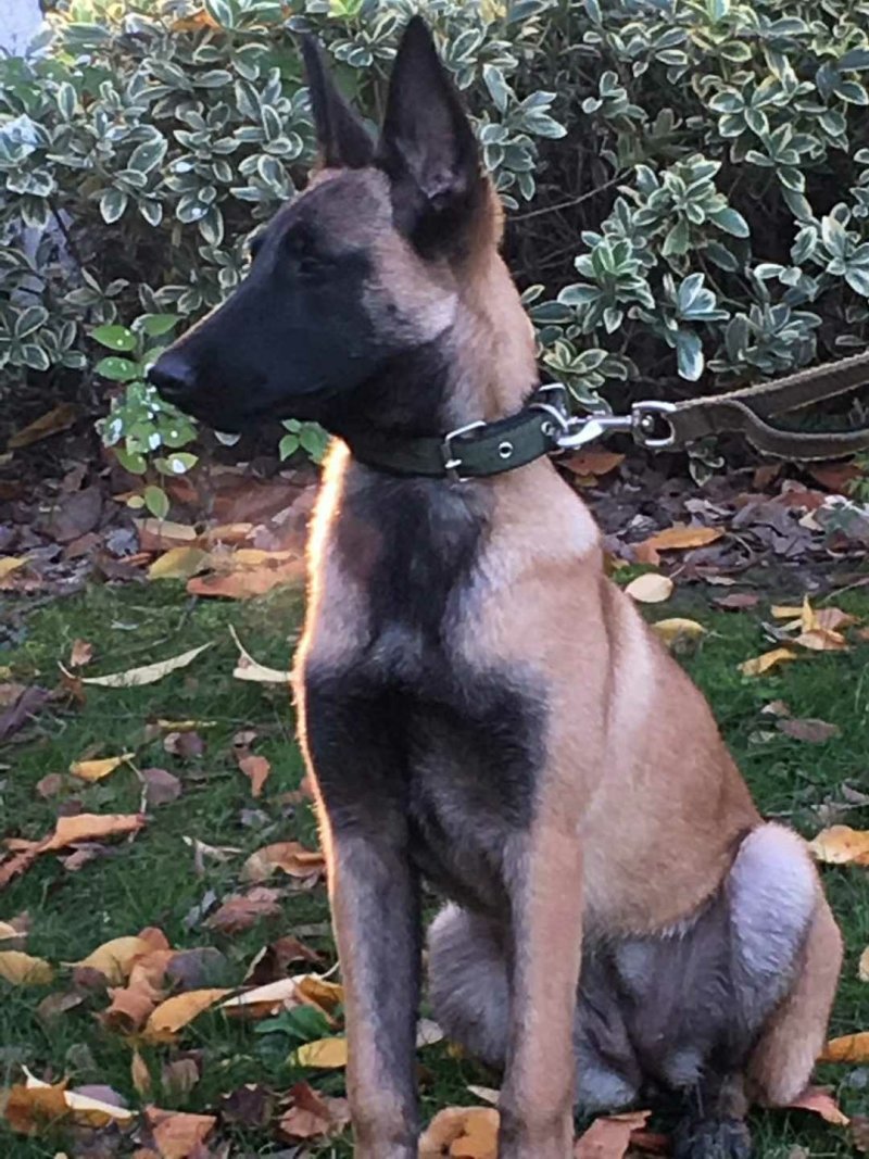 马犬法牛博美藏獒中亚高加索德牧