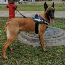 马犬法牛博美藏獒中亚高加索德牧