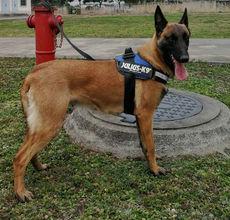 马犬法牛博美藏獒中亚高加索德牧