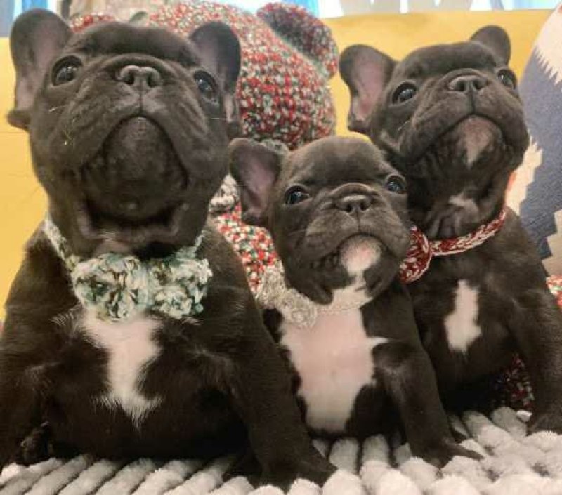 马犬法牛博美藏獒中亚高加索德牧