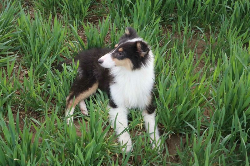 马犬法牛博美藏獒中亚高加索德牧