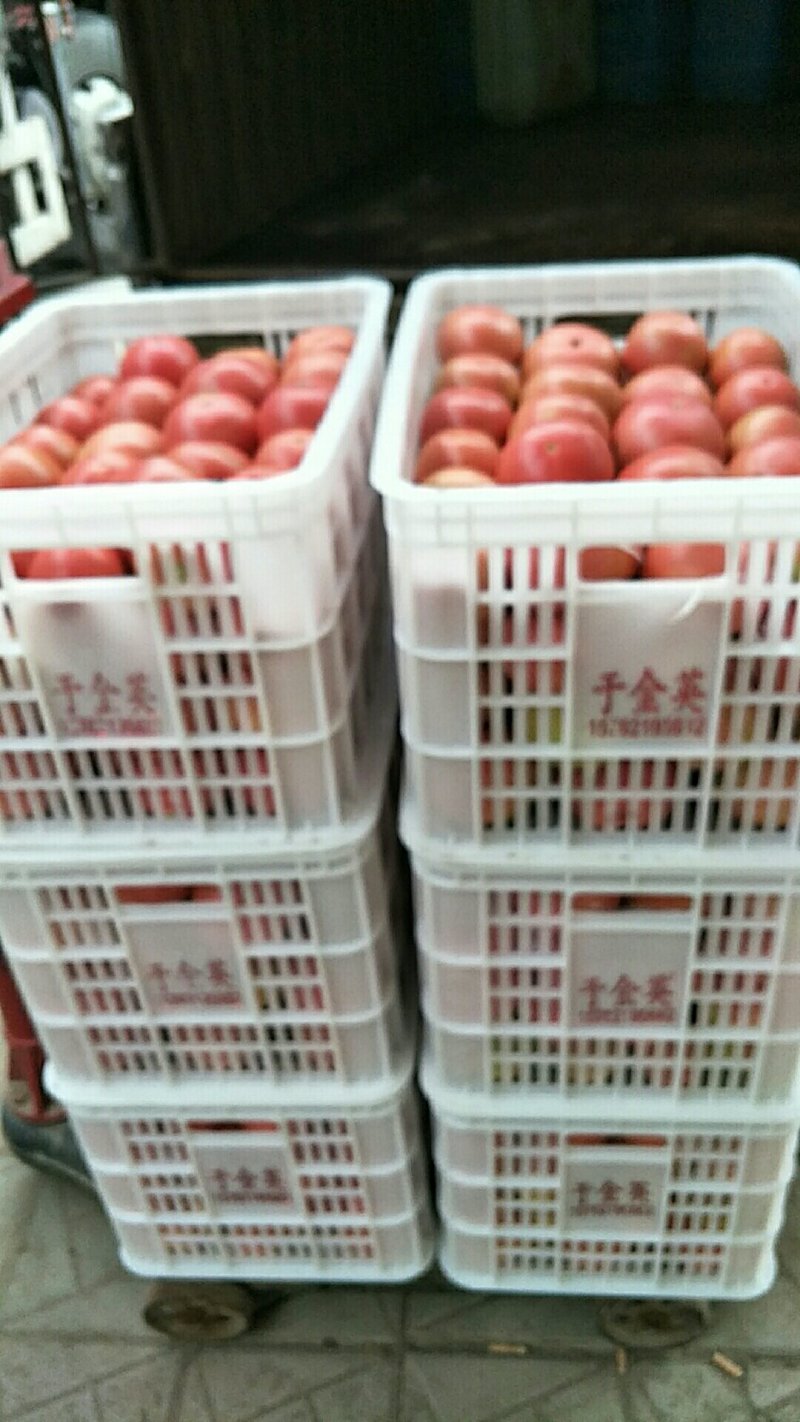 西红柿，开始上市，要的可以联系