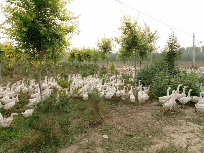 北京周边花卉苗木蔬菜种植基地出租