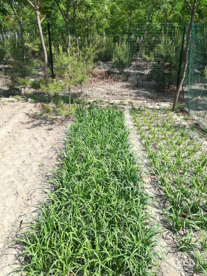 北京周边花卉苗木蔬菜种植基地出租