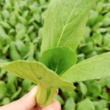 常年出售优质精品小青菜，价格合理，质量保证