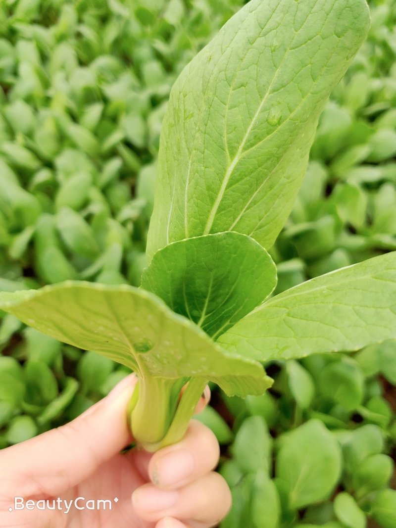 常年出售优质精品小青菜，价格合理，质量保证