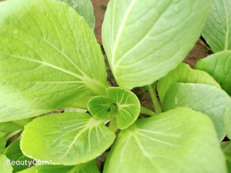 常年出售优质精品小青菜，价格合理，质量保证