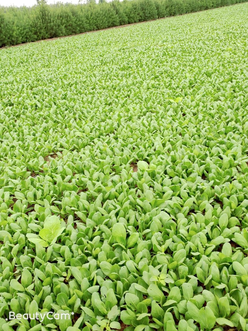 常年出售优质精品小青菜，价格合理，质量保证