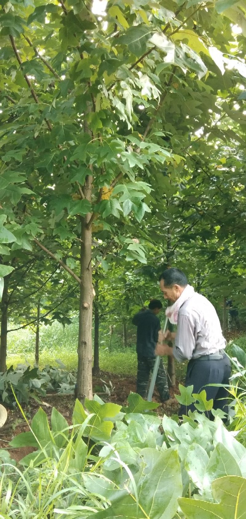 精品马褂木胸经15公分