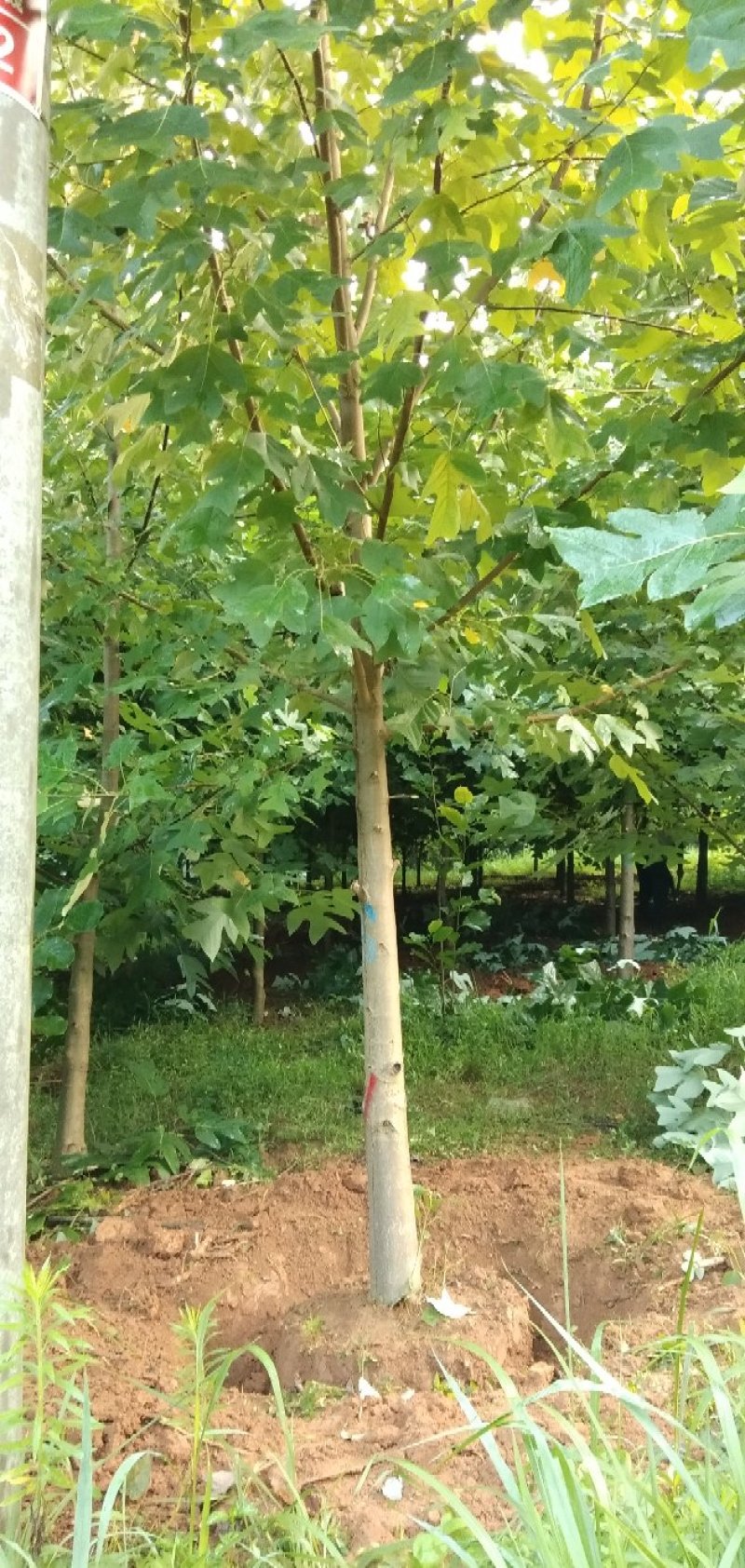 精品马褂木胸经15公分