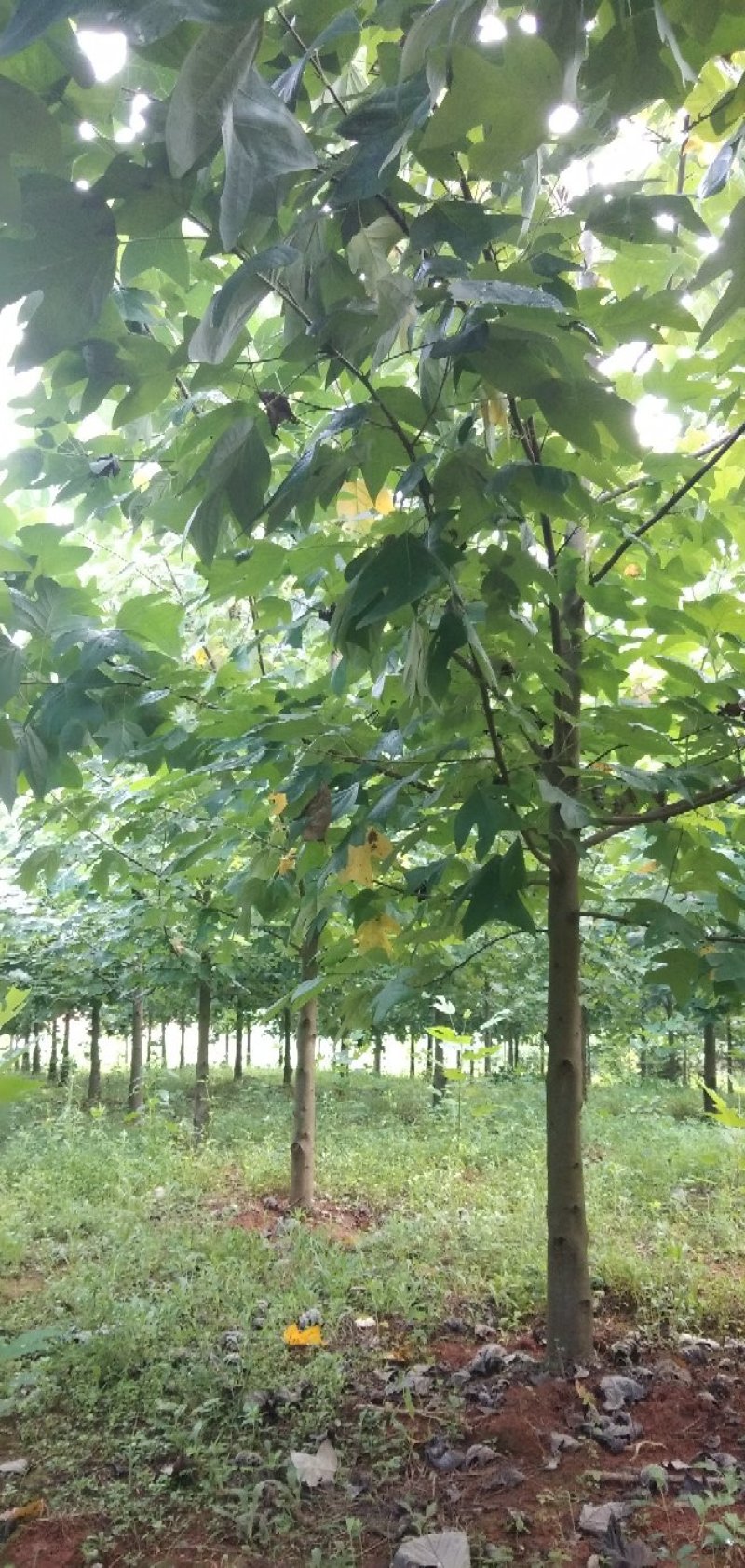 精品马褂木胸经15公分