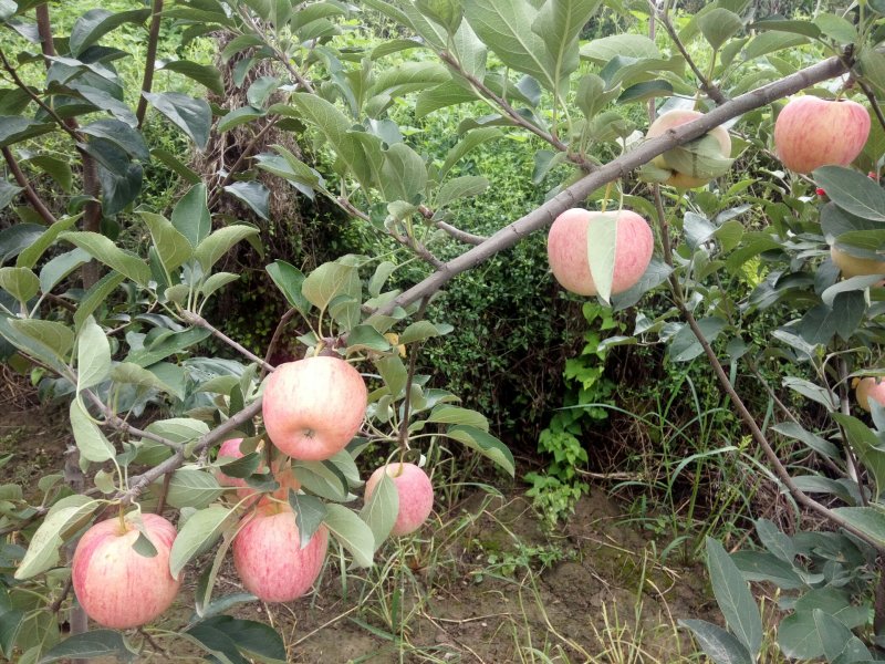 早熟秦洋苹果(接受预定)