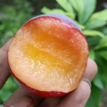 李子