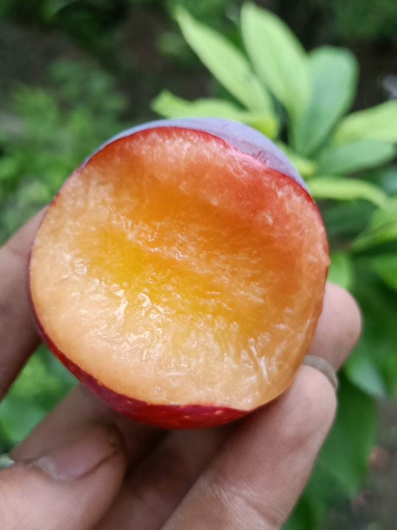 李子