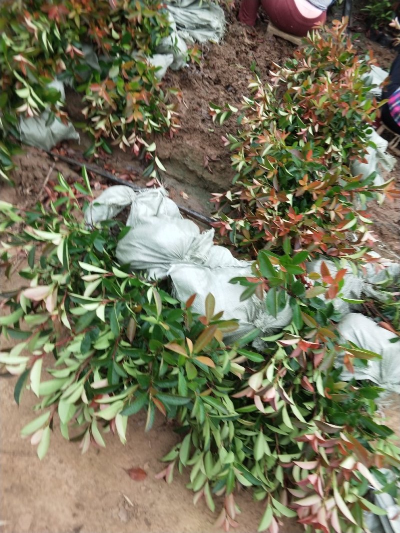 红叶石楠苗，石楠树，石楠球大量供应，
