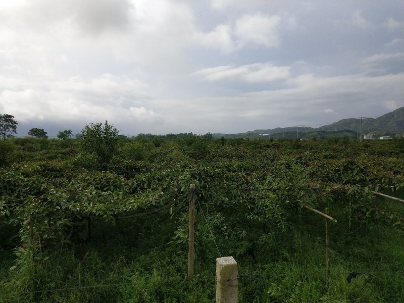 布福娜水果，黑老虎果，2023年新果销售中，包邮