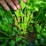 芹菜苗大颗西芹苗芹菜苗20年育苗经验送专用除草剂