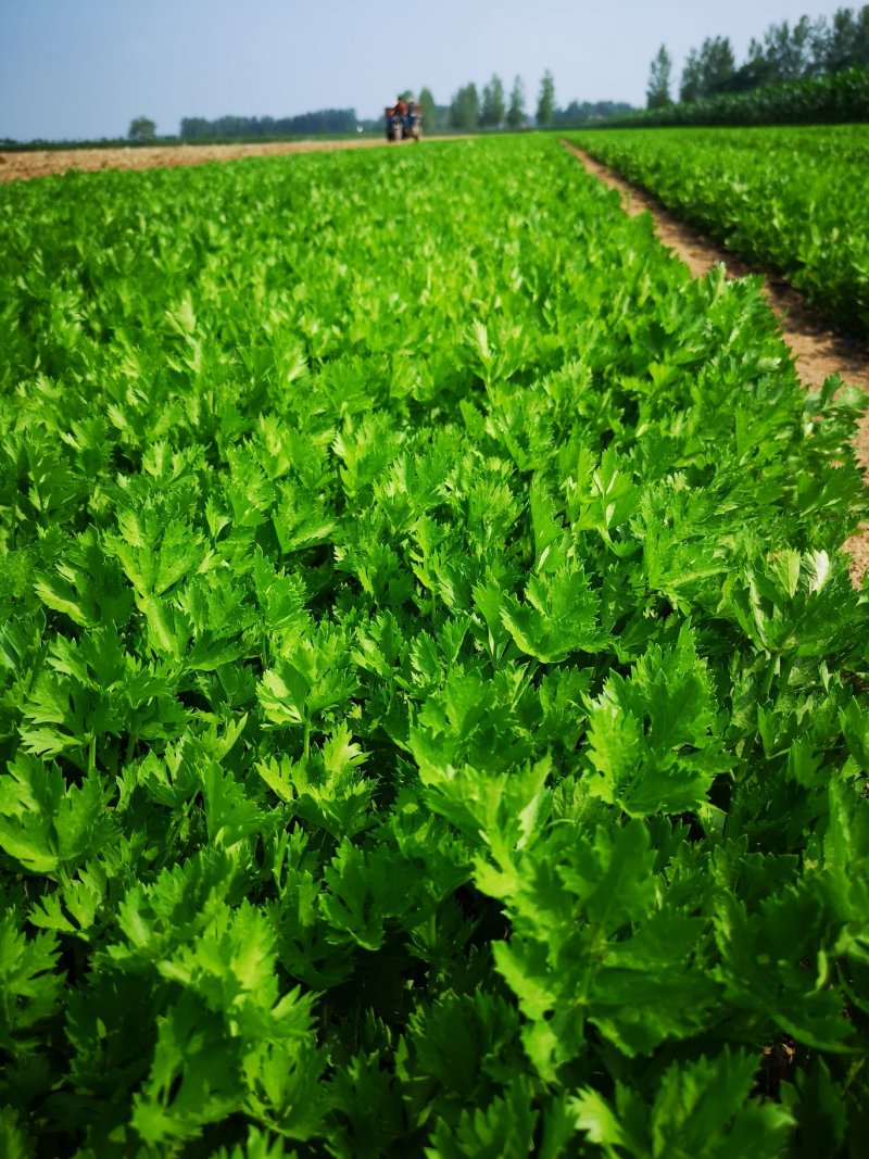 芹菜苗大颗西芹苗芹菜苗20年育苗经验送专用除草剂