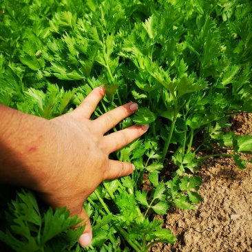 芹菜苗大颗西芹苗芹菜苗20年育苗经验送专用除草剂