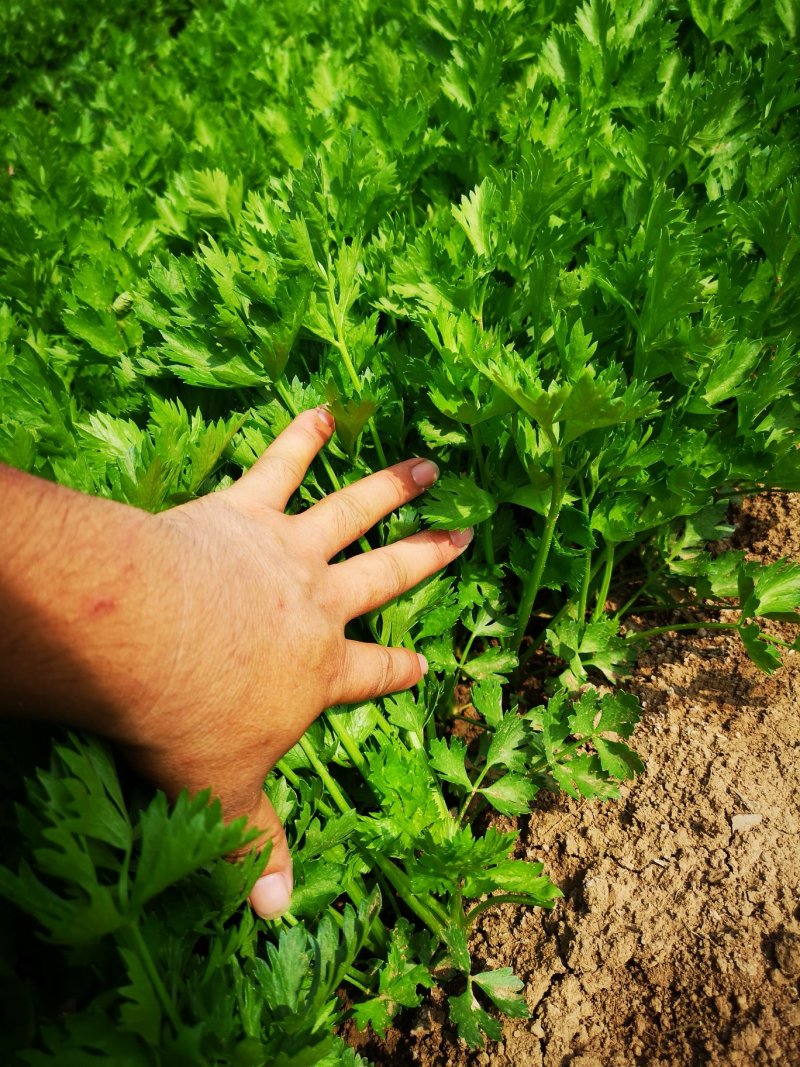 芹菜苗大颗西芹苗芹菜苗20年育苗经验送专用除草剂