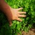 芹菜苗大颗西芹苗芹菜苗20年育苗经验送专用除草剂