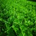 芹菜苗大颗西芹苗芹菜苗20年育苗经验送专用除草剂