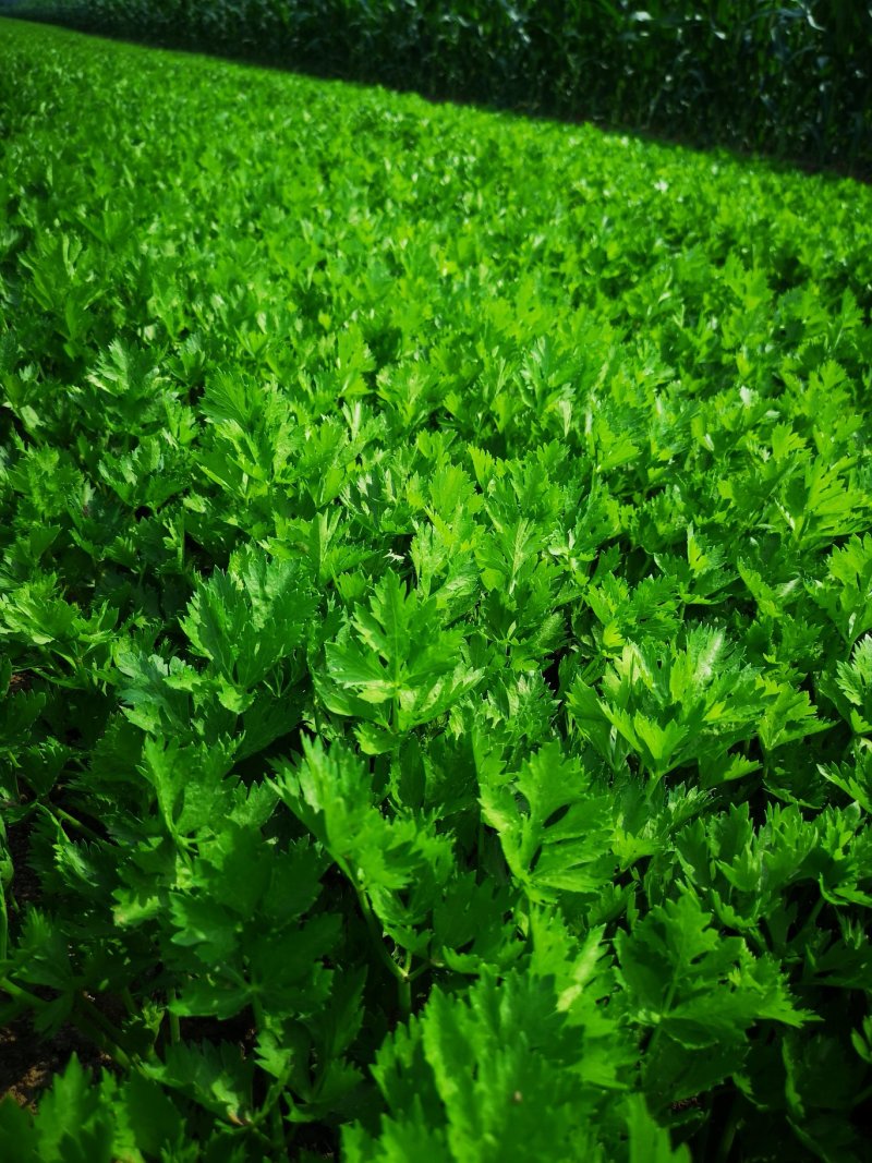 芹菜苗大颗西芹苗芹菜苗20年育苗经验送专用除草剂
