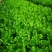 芹菜苗大颗西芹苗芹菜苗20年育苗经验送专用除草剂