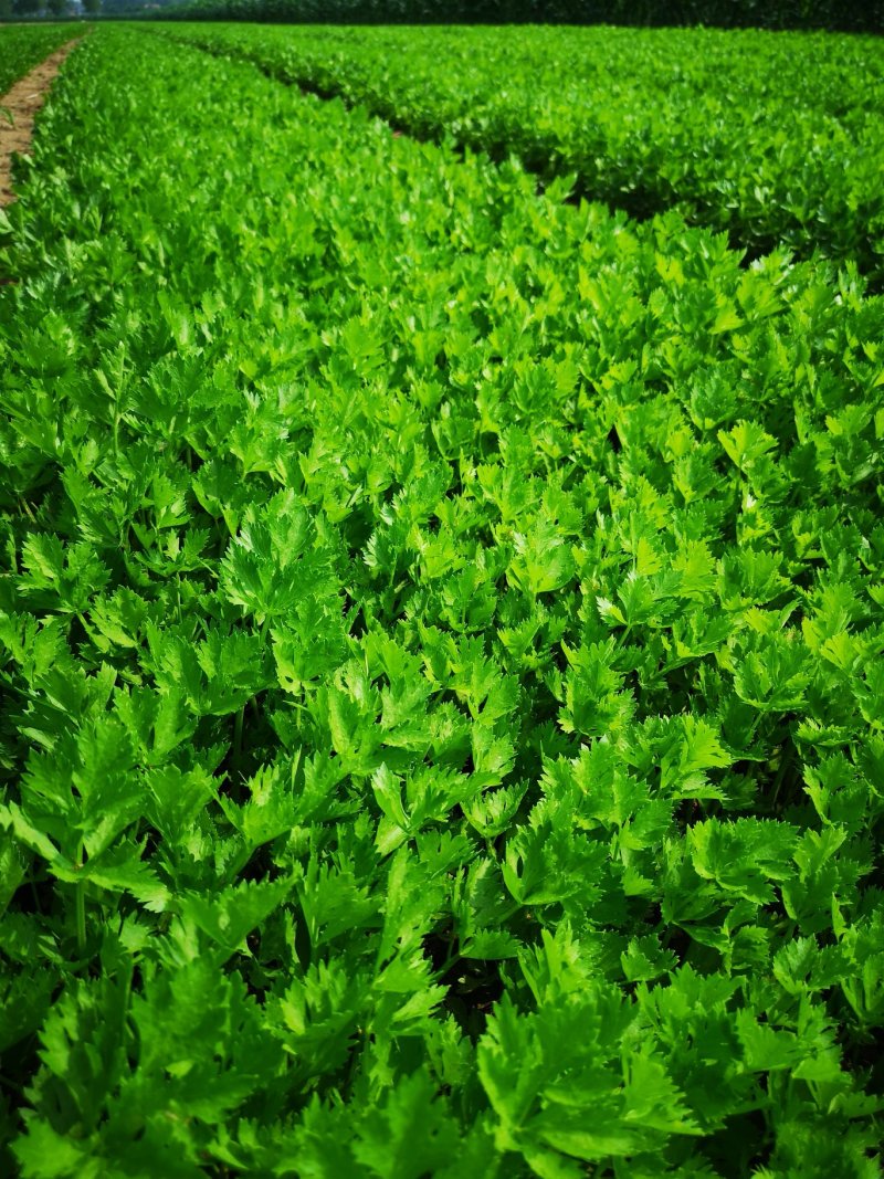 芹菜苗大颗西芹苗芹菜苗20年育苗经验送专用除草剂