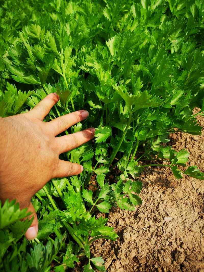 芹菜苗大颗西芹苗芹菜苗20年育苗经验送专用除草剂