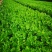 芹菜苗大颗西芹苗芹菜苗20年育苗经验送专用除草剂