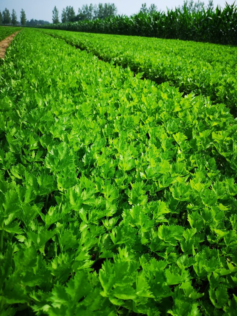 芹菜苗大颗西芹苗芹菜苗20年育苗经验送专用除草剂