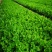 芹菜苗大颗西芹苗芹菜苗20年育苗经验送专用除草剂