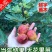 无花果苗波姬红成活率高当年结果诚信第一