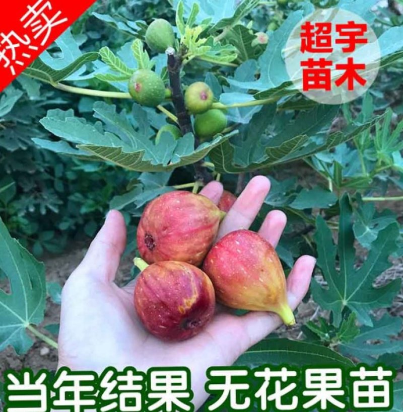 无花果苗波姬红成活率高当年结果诚信第一