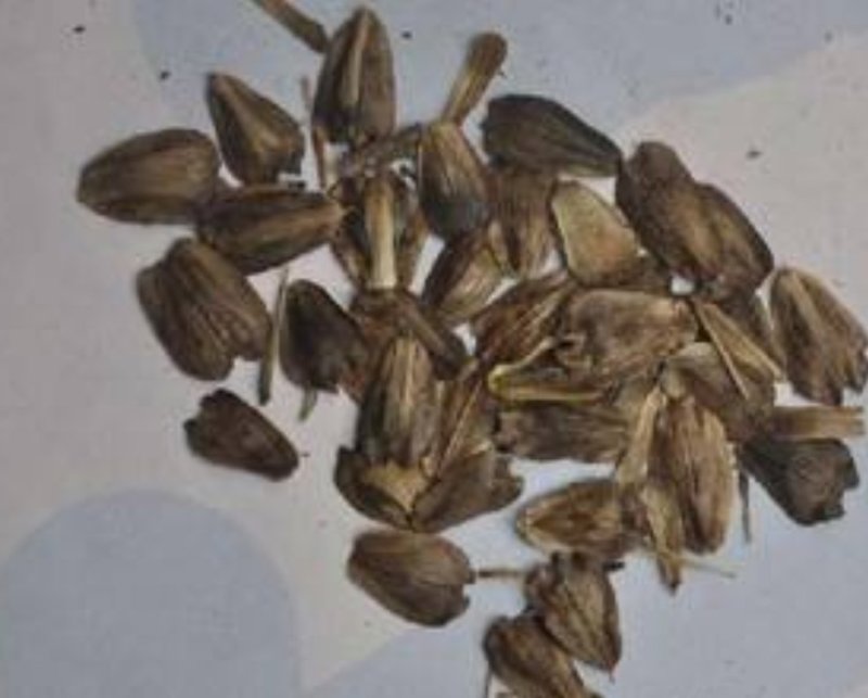 串叶松香草种子牧草多年生种子种子耐寒性强