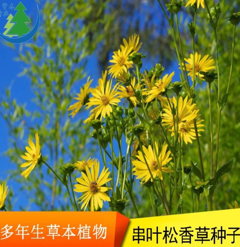 串叶松香草种子牧草多年生种子种子耐寒性强